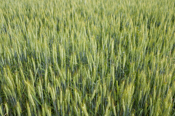Triticum aestivum 