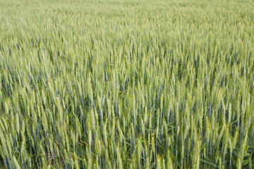 Triticum aestivum 