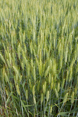 Triticum aestivum 