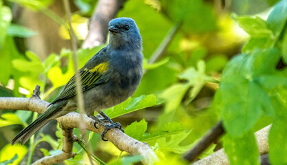 Sanhaço de encontro amarelo na cidade Alto do Caparaó/MG