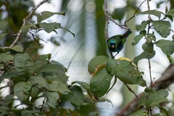 &aacute;rvore e passarinho no galho