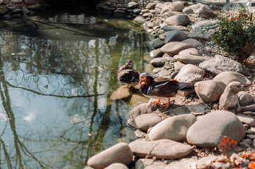 A duck with a green head and feathers went to a pebble beach near a pond in a special pond at the zoo for waterfowl.