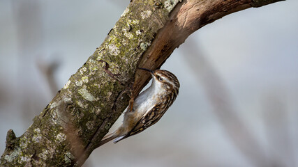 Certhia brachydactyla, Agateador