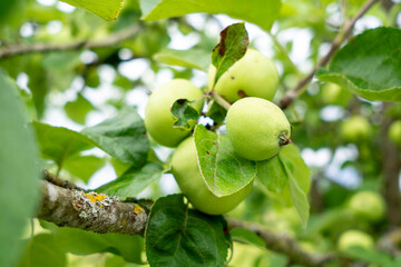 Kleiner Apfel am Baum grün mit Blättern und Ast