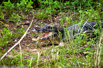 jacar&eacute; com boca aberta no pantanal
