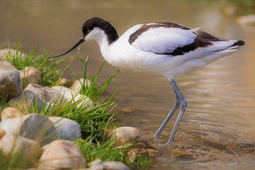 Avocet