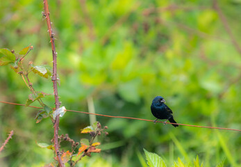 pássaro preto no fio