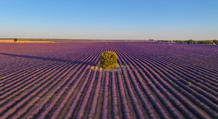 Campos de lavanda en Brihuega a vista de dron