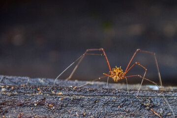 aranha com pernas gigantes