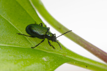 Leaf Beetle Chrysomelidae Oulema gallaeciana sitting on a leaf in close view