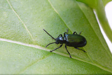 Leaf Beetle Chrysomelidae Oulema gallaeciana sitting on a leaf in close view