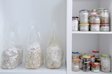 Glass container with inoculated mycelium of ShiiTake Lentinula Edodes mushrooms, biotechnology...