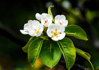 Fototapeta premium white buttercups