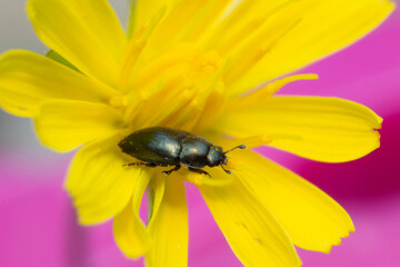 Pollen beetle Nitidulidae Meligethinae Meligethes Brassicogethes on yellow flower