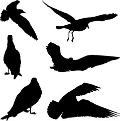 Vector Collection Set of Seagull Bird Silhouettes