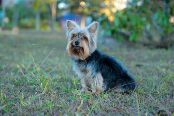 Fotos de lindos cachorros peludos