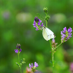 The Butterfly enjoying it Environment