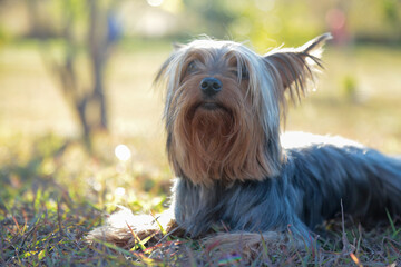 Fotos de lindos cachorros peludos