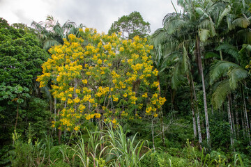 árvore com flores amarelas
