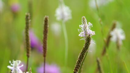 The other fresh side of the summer