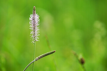 The other fresh side of the summer