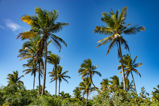 palmeiras no meio da natureza com céu azul de fundo