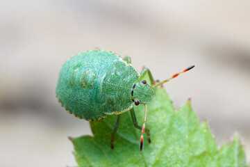 Juvenile of Stinkburg Pentatomidae Palomena viridis