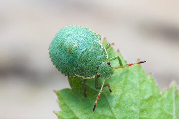 Juvenile of Stinkburg Pentatomidae Palomena viridis