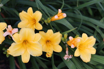 Obraz na płótnie Canvas Fleurs et jonquilles jaunes. Jardins en été. Fleurs et jardins. Jaune et beauté. Bouquet de fleur. Narcisses jaunes.