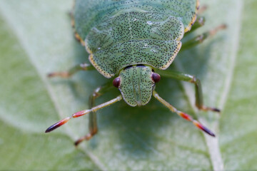 Juvenile of Stinkburg Pentatomidae Palomena viridis