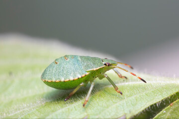 Juvenile of Stinkburg Pentatomidae Palomena viridis