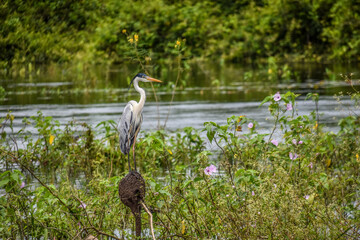 gar&ccedil;a na natureza, ave branca