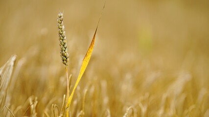 The very essential grain all over the world