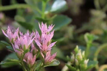 A close up of freshly planted sedum spurium plant and its first flowers and buds in the garden. Selective focus.