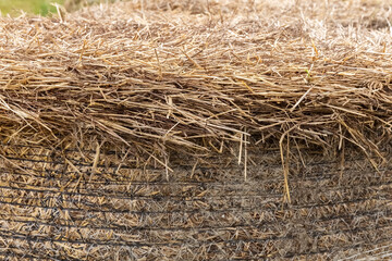 Hay close-up. Hay texture. Background. Dry grass. Animal nutrition concept. Animal nutrition concept. Photo.