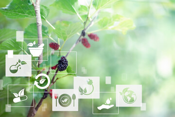 Blurred Mulberry fruit with Samrt ai technology IOT. Herbal remedies. Nature sustainable energy logo. Agriculture, environmental and alternative medicine concept. 