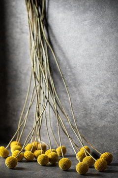 A bunch of Billy Ball flowers