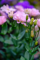 初夏から秋にかけて咲くピンクのトルコキキョウの花。大きく華やかな印象。花言葉は「優美」「清々しい美しさ」