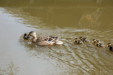 duck family with chicks on summer in Holland
