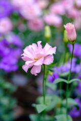 Fototapeta premium 初夏から秋にかけて咲くピンクのトルコキキョウの花。大きく華やかな印象。花言葉は「優美」「清々しい美しさ」