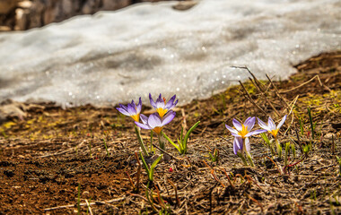 Fototapeta na wymiar Flowers blooming with the arrival of spring in the Taurus Mountains...