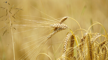The very essential grain all over the world