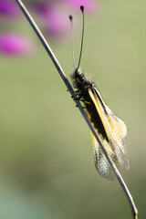 falena gialla
