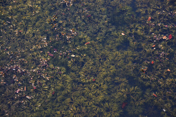 Trees on the water 