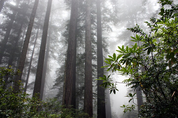 Foggy in rainforest in Olympic national park in fall season, Washington state
