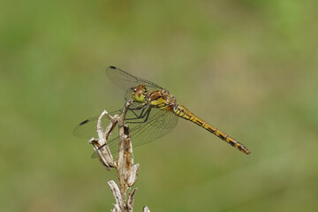 Common darter (Sympetrum striolatum), family Libellulidae resting on a withered common evening-primrose (Oenothera biennis) in a Dutch garden. July.