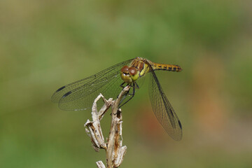 Common darter (Sympetrum striolatum), family Libellulidae resting on a withered common evening-primrose (Oenothera biennis) in a Dutch garden. July.
