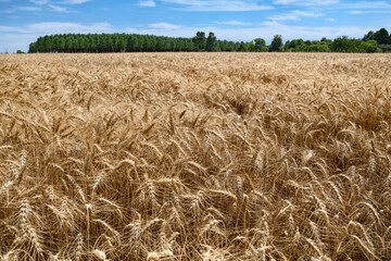 overview of a wheat field with ears in the foreground