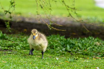 Canada goose, branta canadensis, gosling