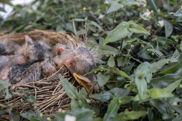 Baby birds in nest with greenery